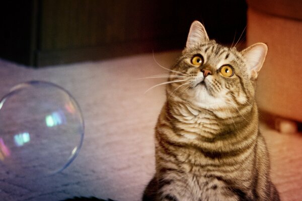 Fluffy cat playing with soap bubbles