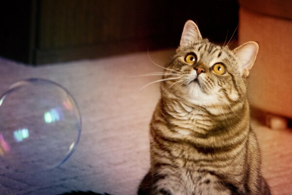 Gato peludo jugando con burbujas de jabón