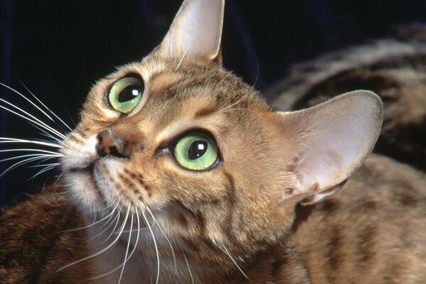 Mirada de gatito con ojos verdes y bigote grande