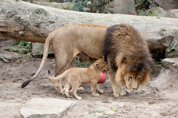 Большой лев с косматой гривой и маленький львенок