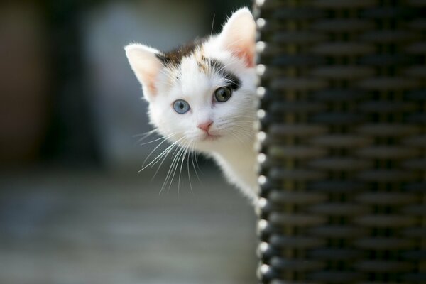 Lindo gatito se asoma con miedo desde detrás de la esquina