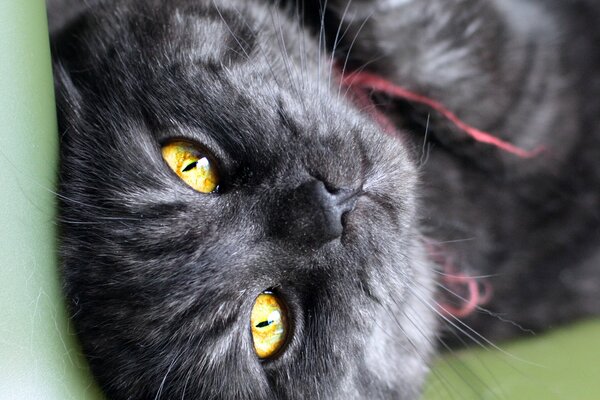 Les yeux de chat noir de couleur serpent regardent de l écran