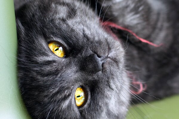 Occhi di gatto nero color serpente che guardano dallo schermo