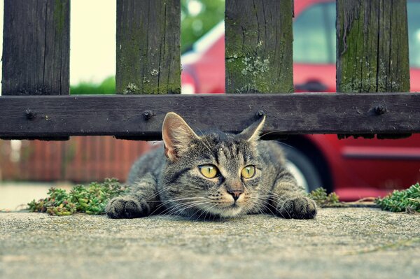 A grey cat is lying under the fence