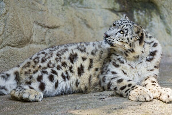 A beautiful wild spotted cat looks up with interest