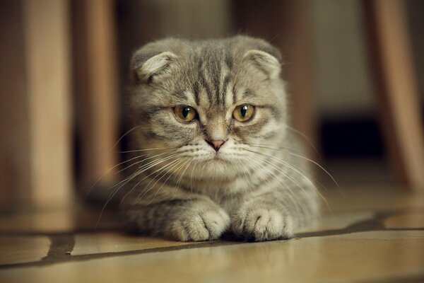 Scottish fold vous regarde