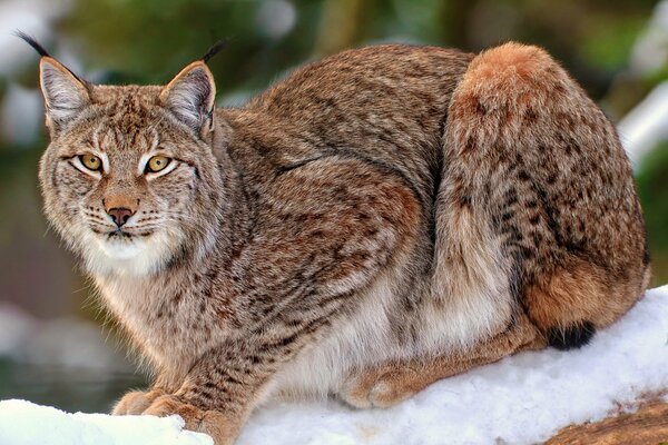 Eine große Wildkatze sitzt im Schnee