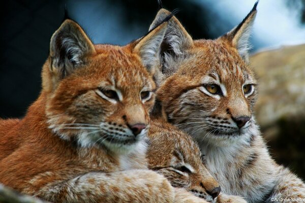 Trois Lynx sauvages se reposent