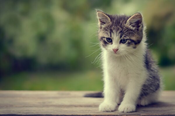 Gray-white baby kitten on a green background