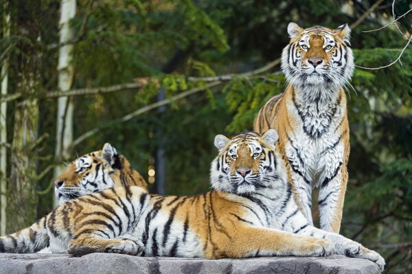 Three beautiful Amur tigers