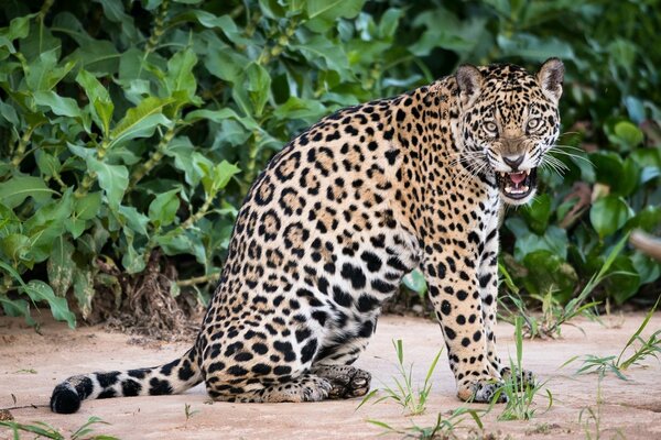 Jaguar in the wild among the foliage