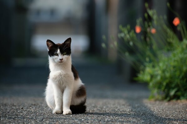 Schwarze und weiße Katze sitzt auf der Straße