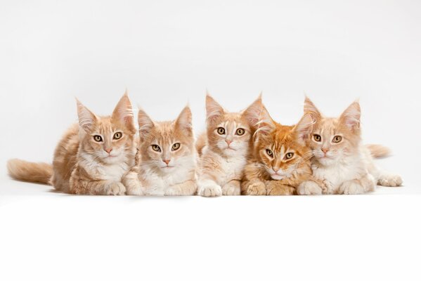 Cats, Maine coon kittens on a white background