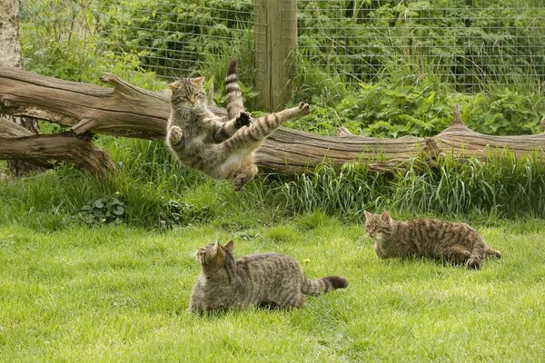 A family of Scottish wildcats playing in the grass