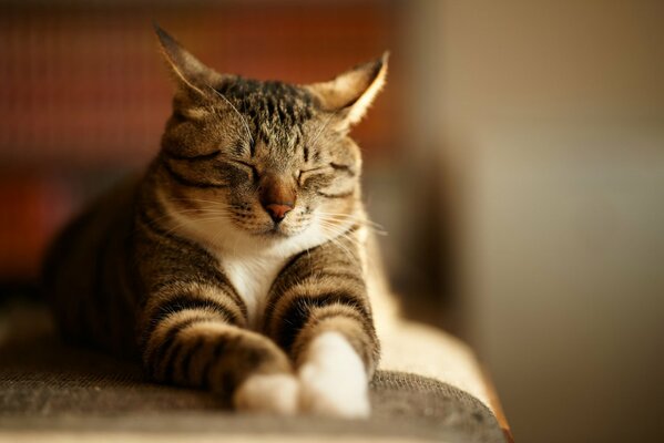 Grigio con strisce gatto addormentato