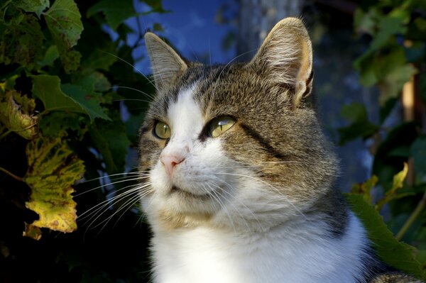 Katze auf dem Hintergrund von Laub und Himmel