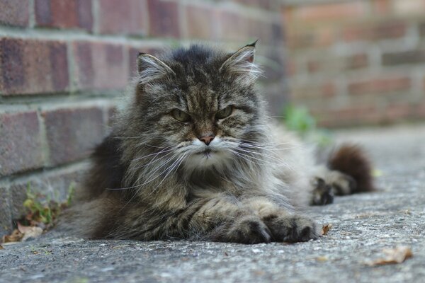 Chat gris avec un regard en colère dans la rue