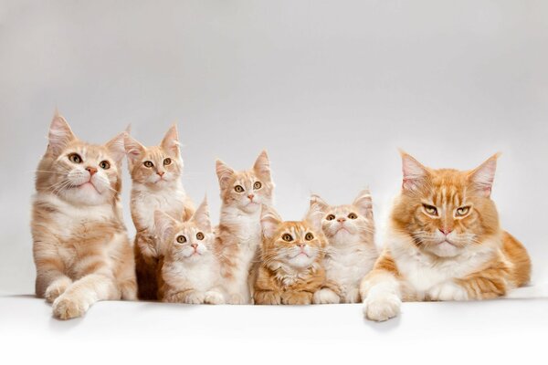 Famiglia di gatti Maine Coon