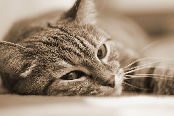 Gato yace retrato sepia