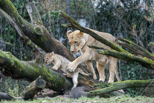 Mother lioness insures a lion cub climbing a tree