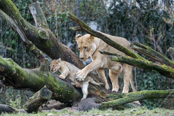 La mère de la lionne assure le lionceau grimpant sur l arbre
