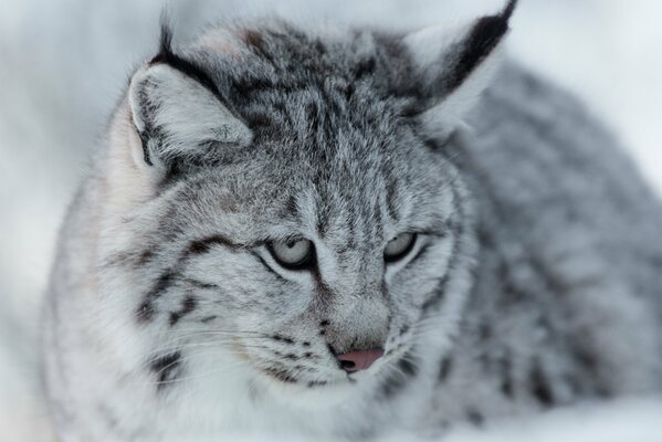 Muso della lince grigia eurasiatica