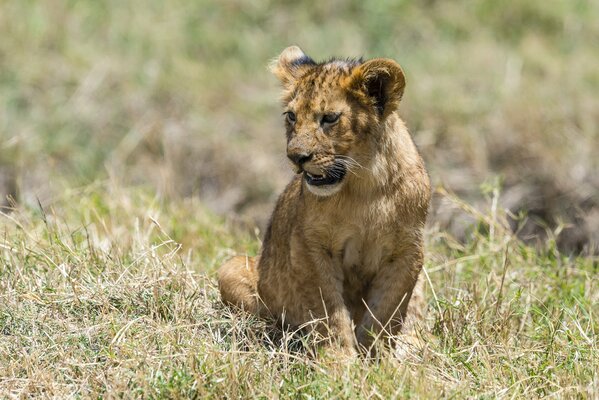 Lion solitaire avec un joli museau