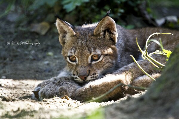 In the midday zone, all predators sleep