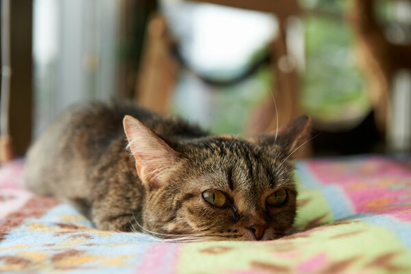 Sad cat stretched out on a colored bedspread