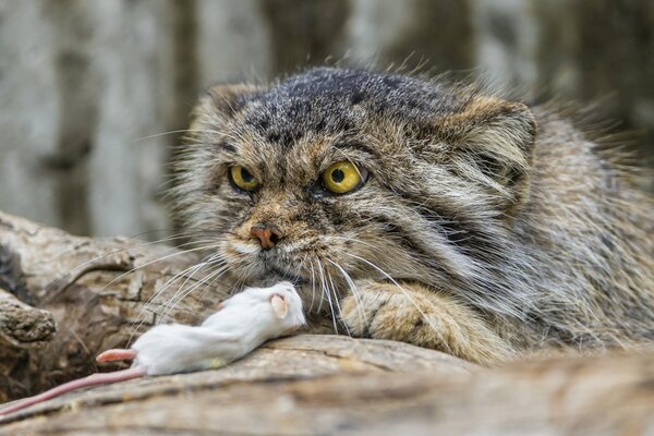 Chasseur de forêt chanceux: manul et sa proie