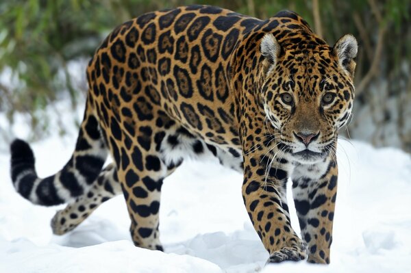 Spotted jaguar in the snow