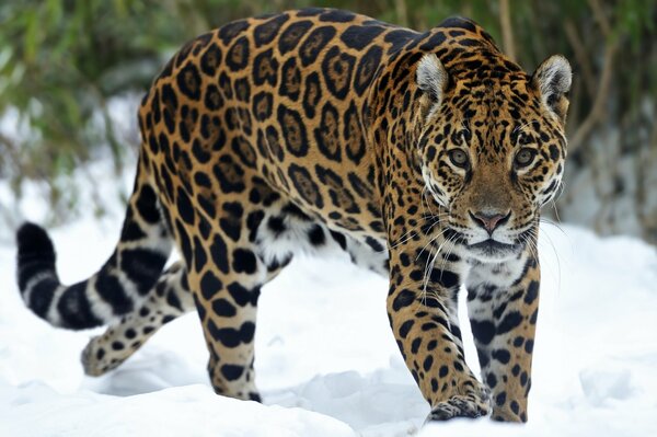 Jaguar tacheté dans la neige