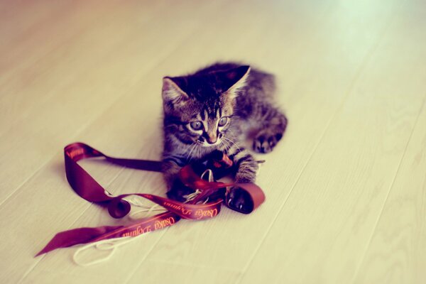 Grey striped kitten with a ribbon at home