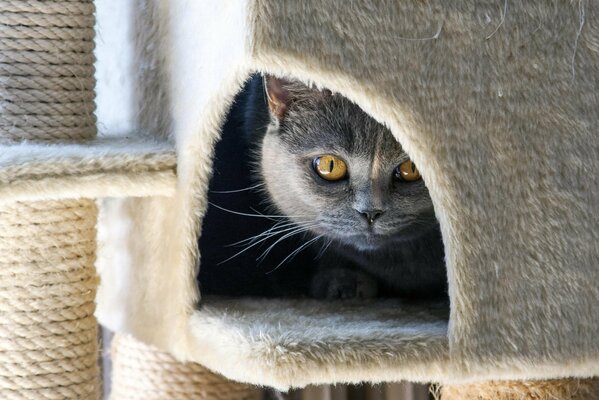 Mirada de gato. La luz cae sobre el hocico