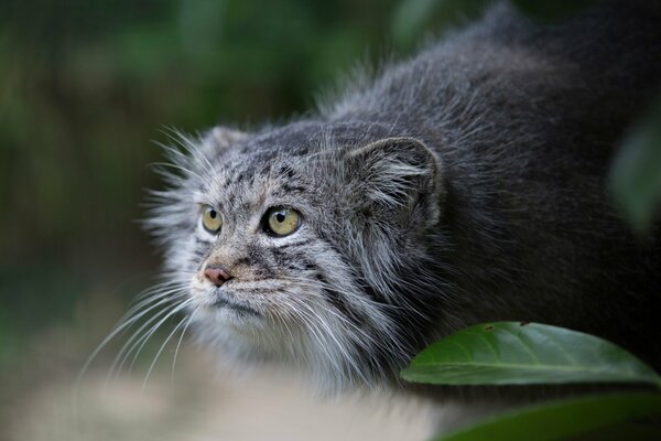 Manul, lo sguardo predatorio di Manul