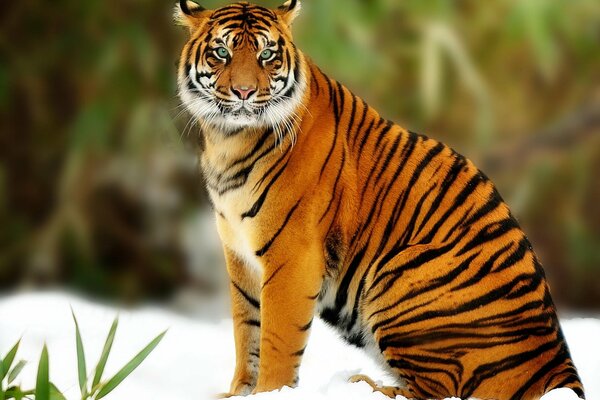 Predatore, tigre sulla neve, grande gatto