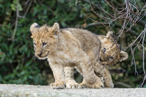 Two lion cubs play on a branch