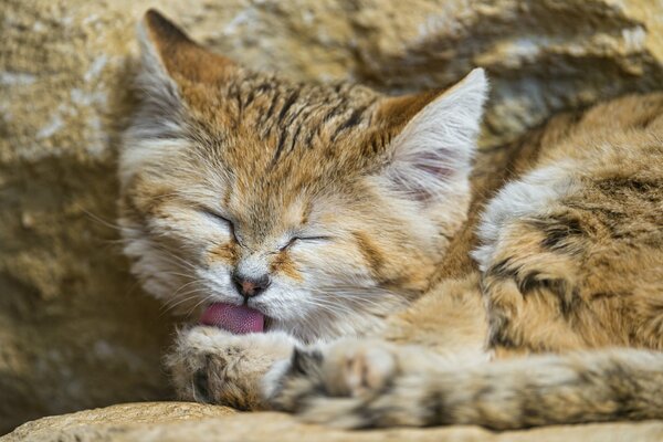 Washing with the tongue of a velvet cat