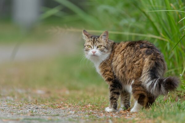 Gato peludo caminando por el sendero