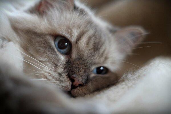 Gato con ojos azules