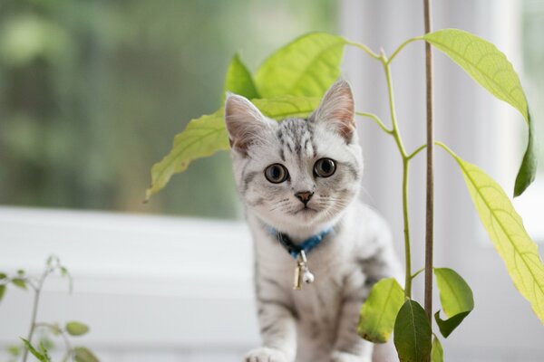 Mały kotek w pobliżu kwiatu