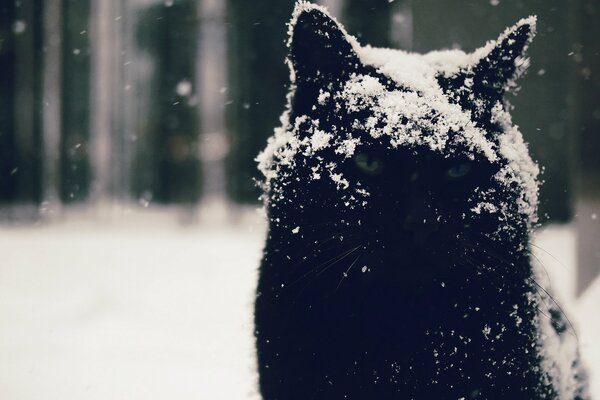 Gato negro hosco en la nieve