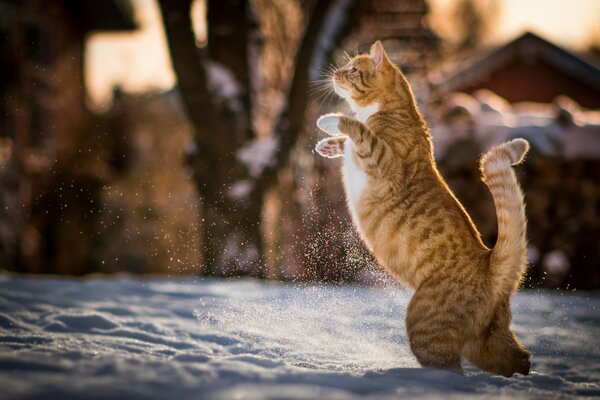 Ryde - biały pręgowany kot chodzący po śniegu na tylnych nogach