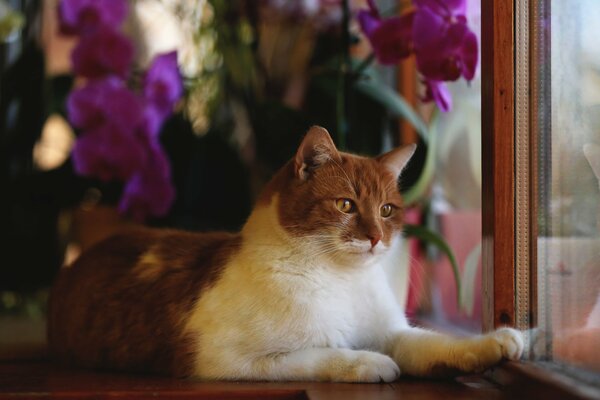 Gatto rosso guardando fuori dalla finestra