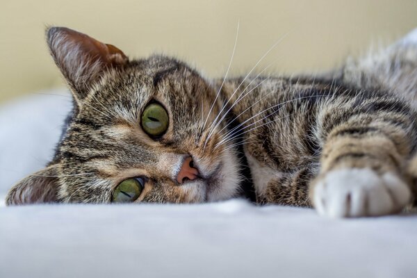 Graue Katze mit grünen Augen ruht sich aus