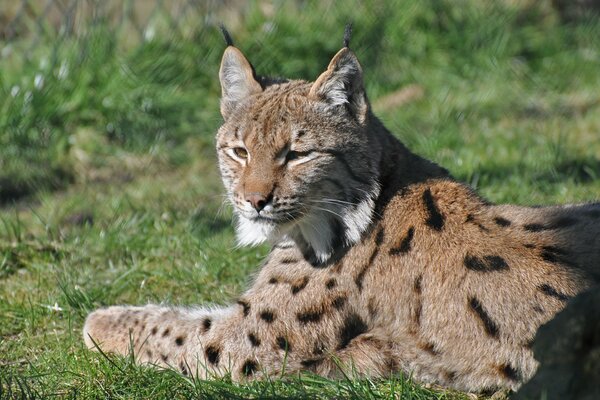 El lince depredador descansa en la hierba verde