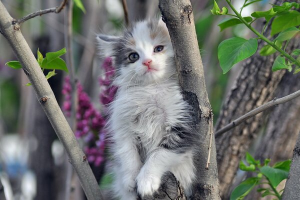 Cute kitten sitting on a tree