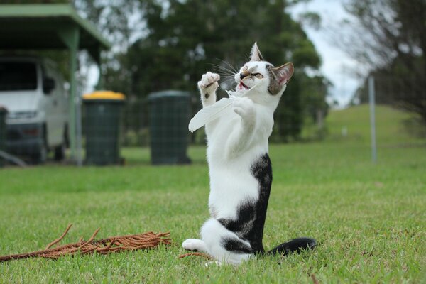 A cat plays with a feather on the lawn