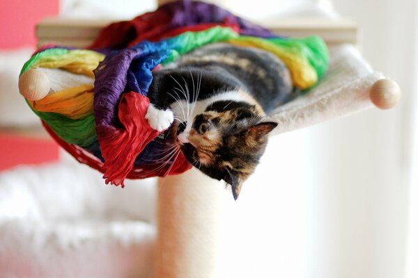 Cat playing with a bright scarf