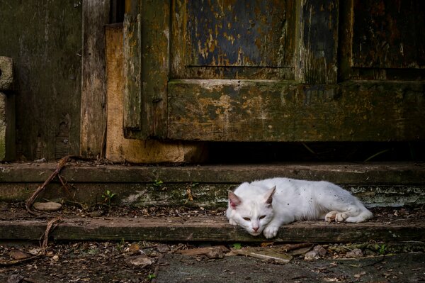 Gato blanco descansa en la puerta